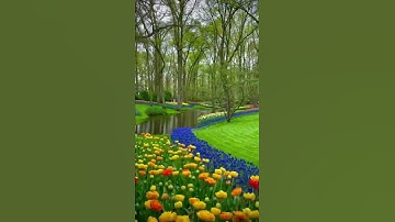 Thumbnail of The Largest Tulip Garden in The World -🌏🌷#keukenhof #heaven #netherlands #tulip #gardenofeden #lisse