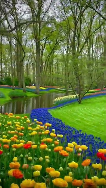 The Largest Tulip Garden in The World -🌏🌷#keukenhof #heaven #netherlands #tulip #gardenofeden #lisse