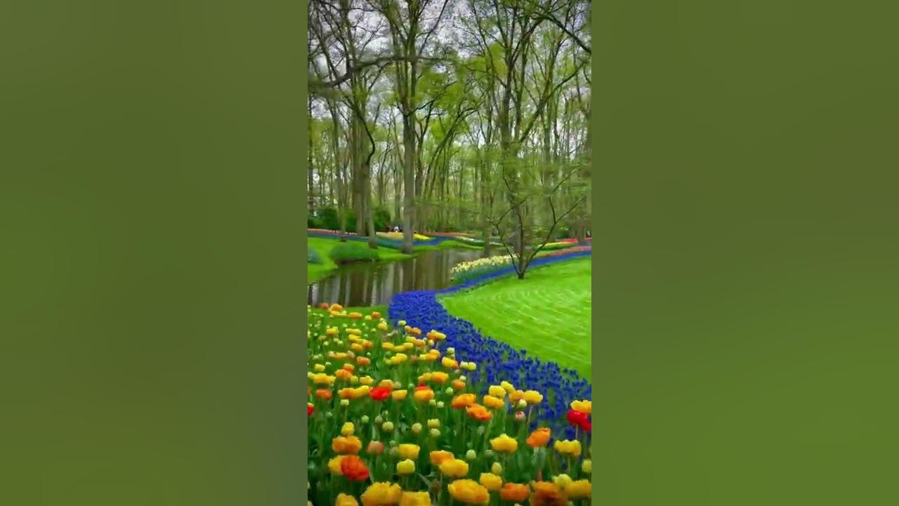 The Largest Tulip Garden in The World -🌏🌷#keukenhof #heaven #netherlands #tulip #gardenofeden #lisse