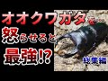 【ゆっくり】オオクワガタが激減したやばすぎる理由とは【総集編】