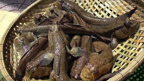 Đặc sản miền tây Cá Thòi Lòi chiên xù | Người Dân Quê #15