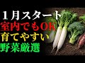 【2026年スタート】1月に植え始める！初心者におすすめの野菜5選＋室内で育てられる野菜3選｜プランター家庭菜園 | 雑草対策 | ガーデニング | 栽培