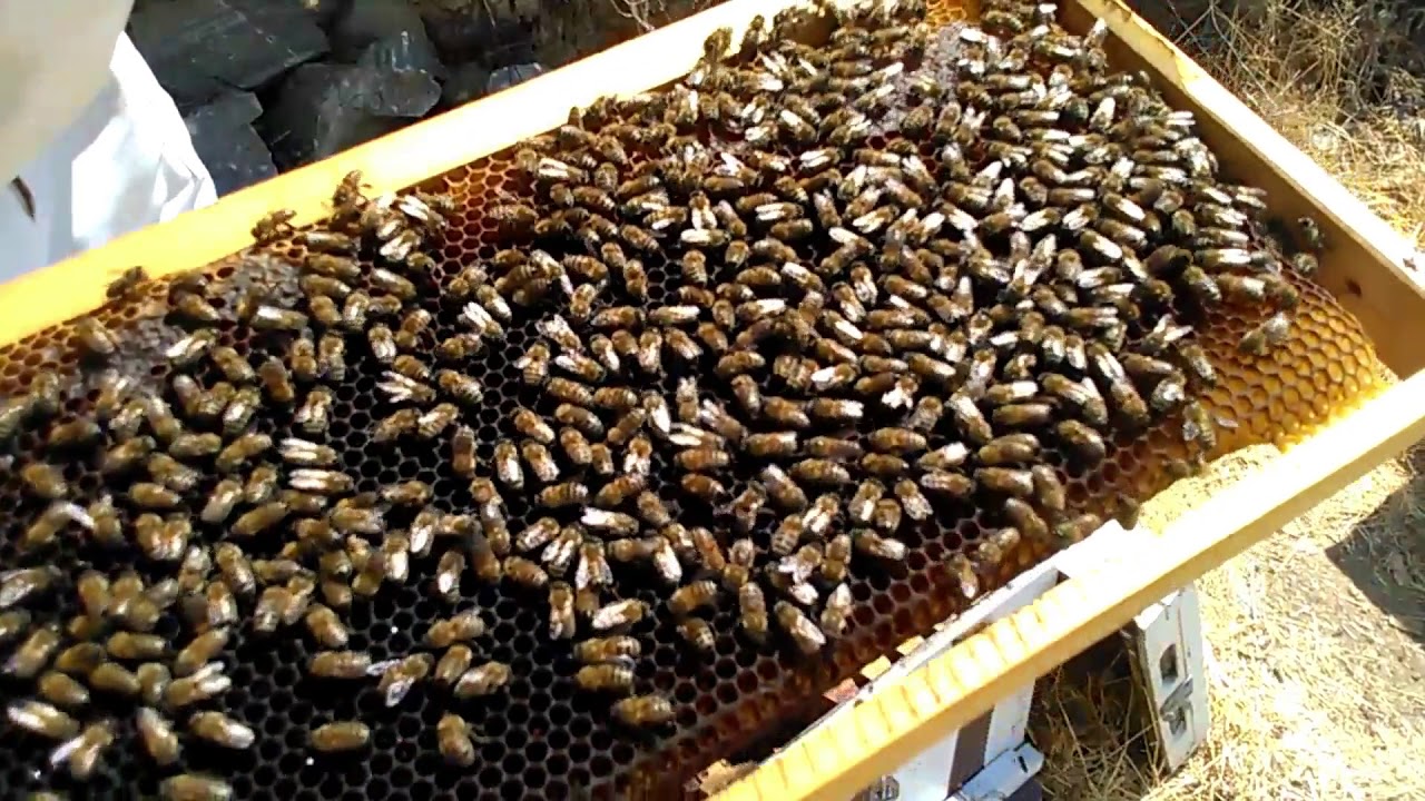 Αναπτυξη Μελισσιων Με γυρεοπιτα