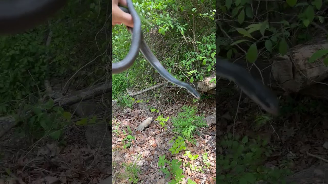 Black racer tries to bite me! 