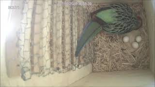 Eastern Rosella Part 1