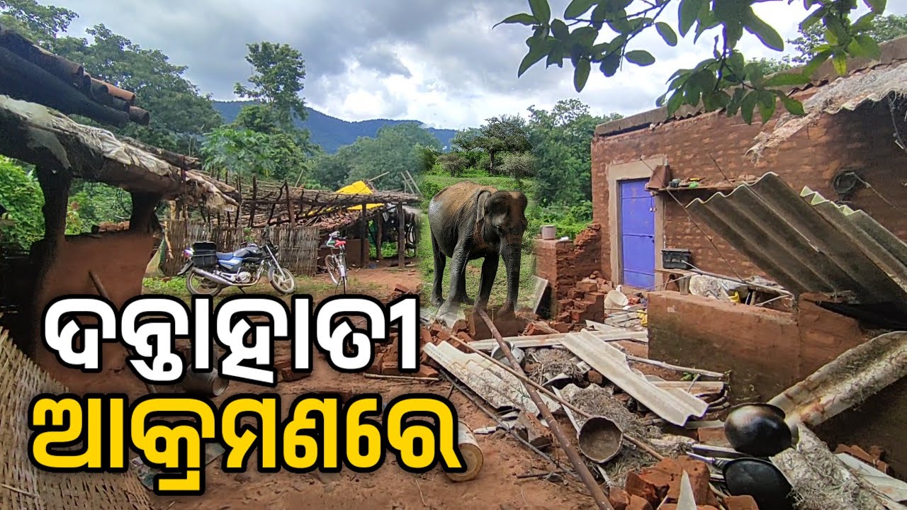 ଜଙ୍ଗଲି ହାତୀ ଆକ୍ରମଣରେ ସ୍ବାମୀସ୍ତ୍ରୀ ଙ୍କ ଜୀବନଗଲା / Elephant Attack In Odisha/ Chabripali Hati Akramana