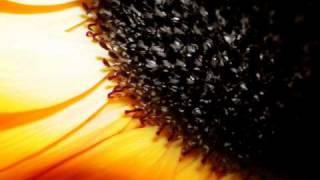 Side Liner Next Page