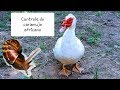 🔴 Vejam! Pato Comendo Caramujo-Africano