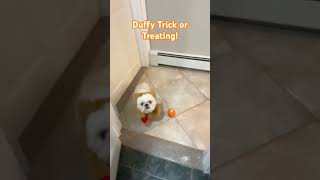 Duffy Trick Or Treating #dog #halloweencostume #shihtzu #duffy #halloween #shorts #cute
