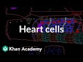 Heart cells up close! | Circulatory system physiology | NCLEX-RN | Khan Academy