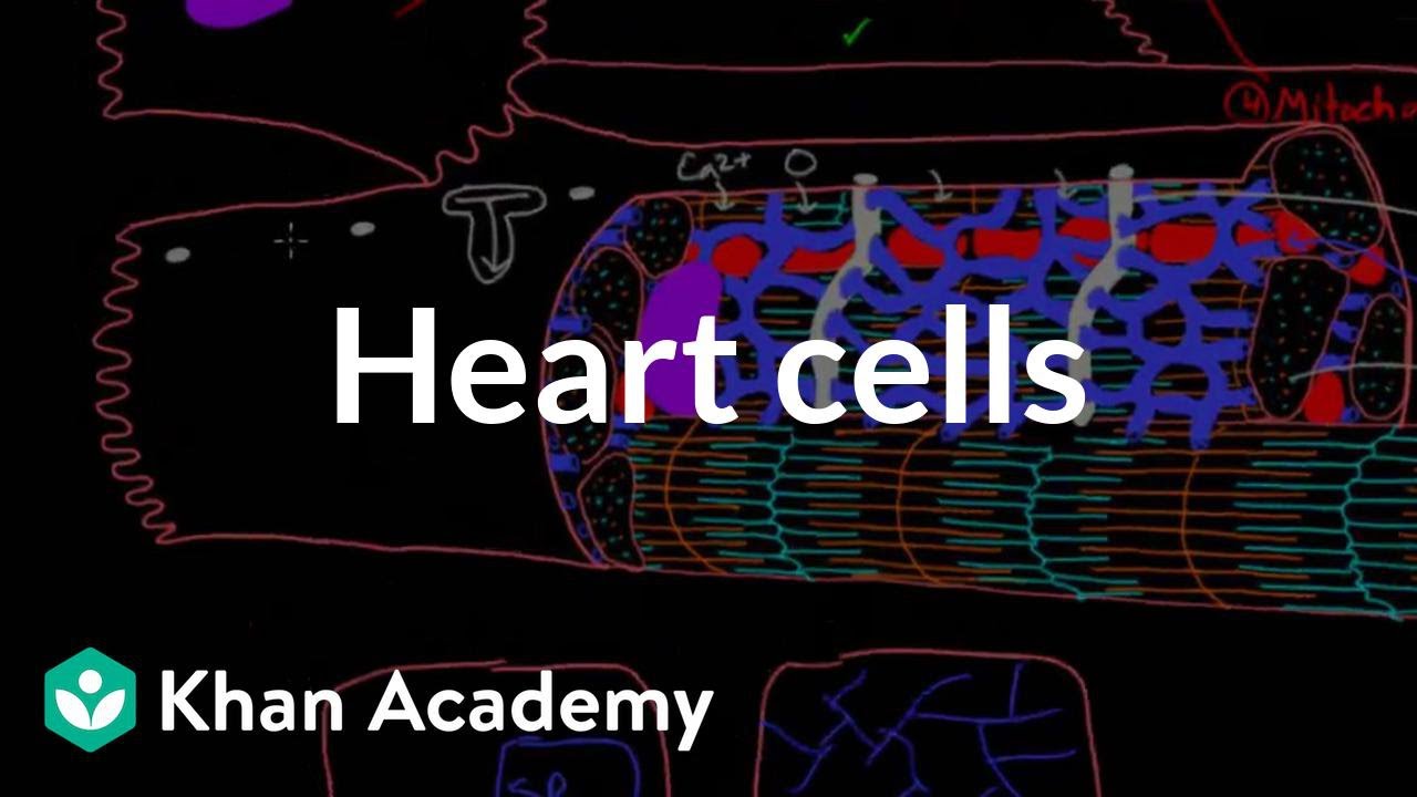 heart cell diagram