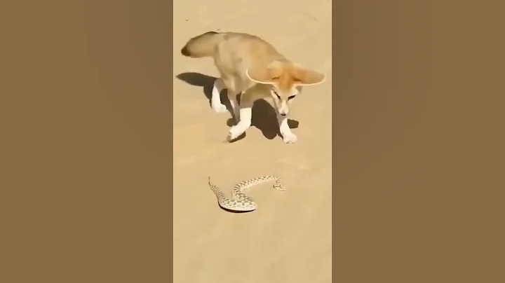 🦊🔥 Desert Fox Battles Deadly Snake — Who Will Survive?#adventure#desert#wildlife#viral#snakes#fox