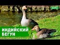 Утка индийский бегунок