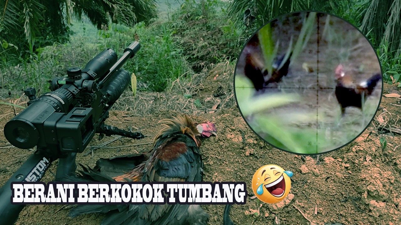 🔵SUASANA MENEGANGKAN SAAT BERBURU AYAM HUTAN‼️JUMPA GROMBOLAN GANK