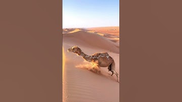 الآية 5 من سورة فاطر #ماهر_المعيقلي #quranchapter