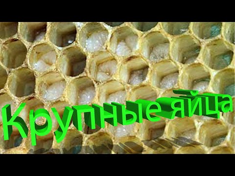 Профессор Кашковский про крупные яйца, откладываемые маткой