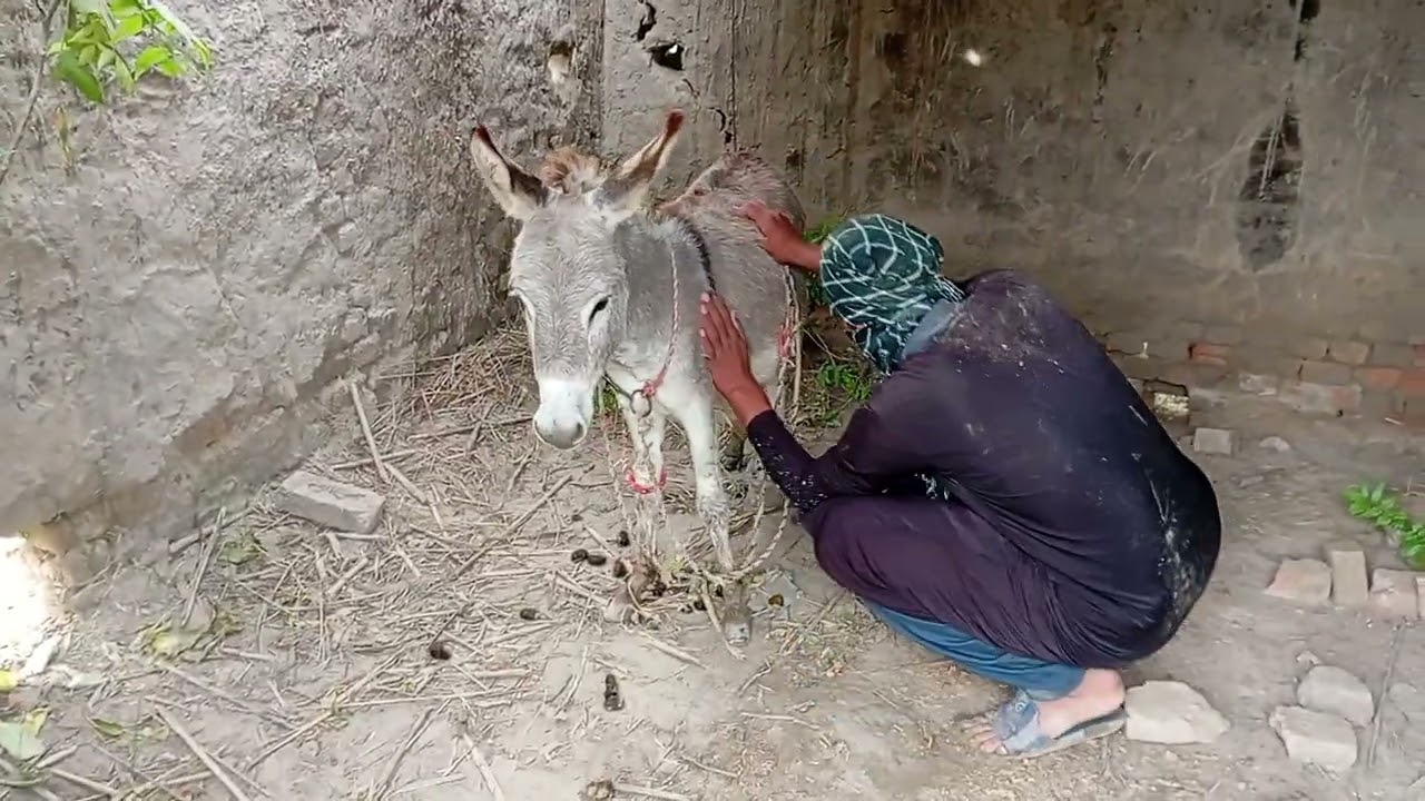 My donkey girl funny video cut moment 