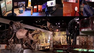 Experience the new exhibit ‘THRIVE’ along with fun July events at the AZ Museum of Natural History