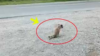 For Days, She Has Crawled On Raw Road Looking For Her Mom With A Bullet That Broke Her Back...