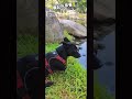 斗哥的草餐😊#shorts#fyp#shortvideo#viralvideo#dog#Mix#taiwan#1st#funny  #黑狗#台灣犬#米克斯#推薦#熱點#搞笑