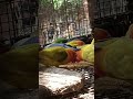 My stress reliever buddies - Enjoy watching - 1113a #everyone #buddies #pets #lovebirds