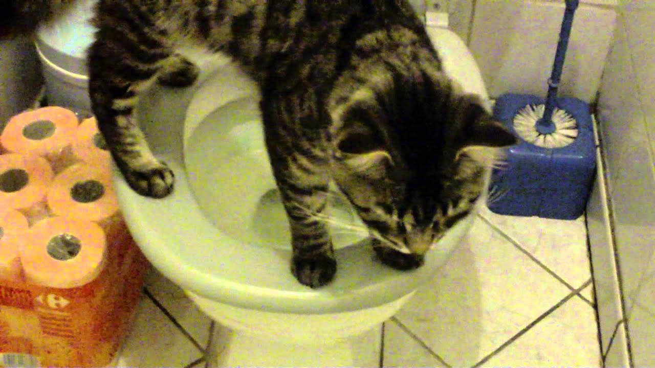 Chat dans les toilettes ! YouTube — free download