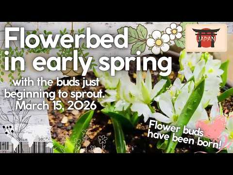 A newly established flowerbed in early spring, with the buds just beginning to sprout.