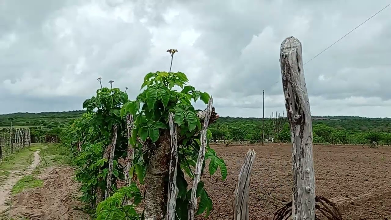 Seu roque mostrando os tratores arando terra 