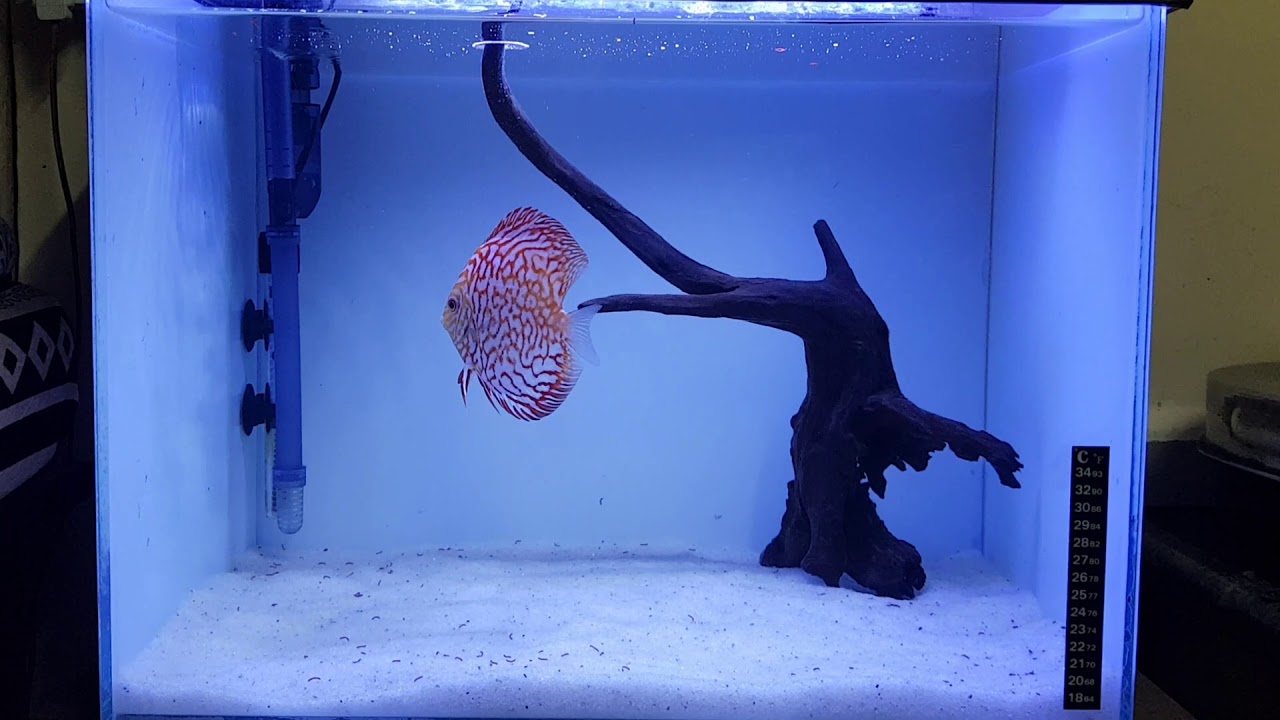 Discus fish tank setup