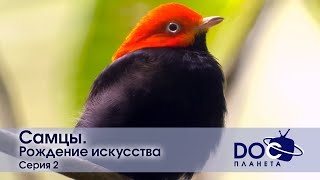 Самцы - Фильм 2. Рождение Искусства - Документальный Фильм