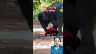 #elephantlove #wildlife #elephant #janemerijanemanbachpankapyarmerabhulnahijanare