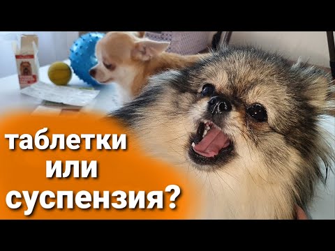 Как и чем глистогонить собак?