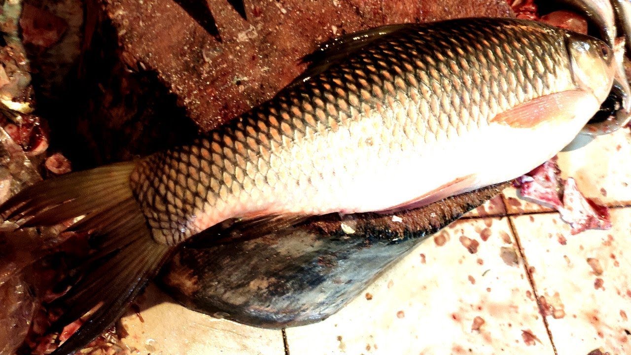 Rui Fish Cutting Skills in Fish Market