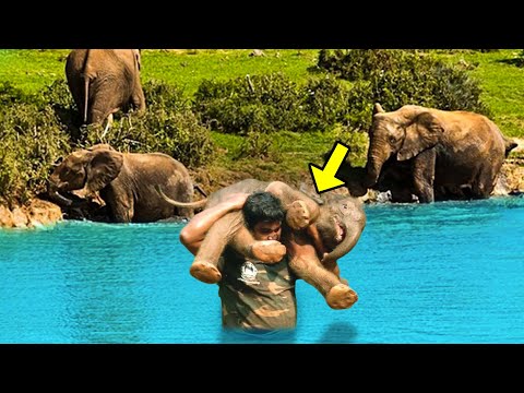 Man Saves Drowning Baby Elephant. What the Herd Does Next Will SHOCK You!