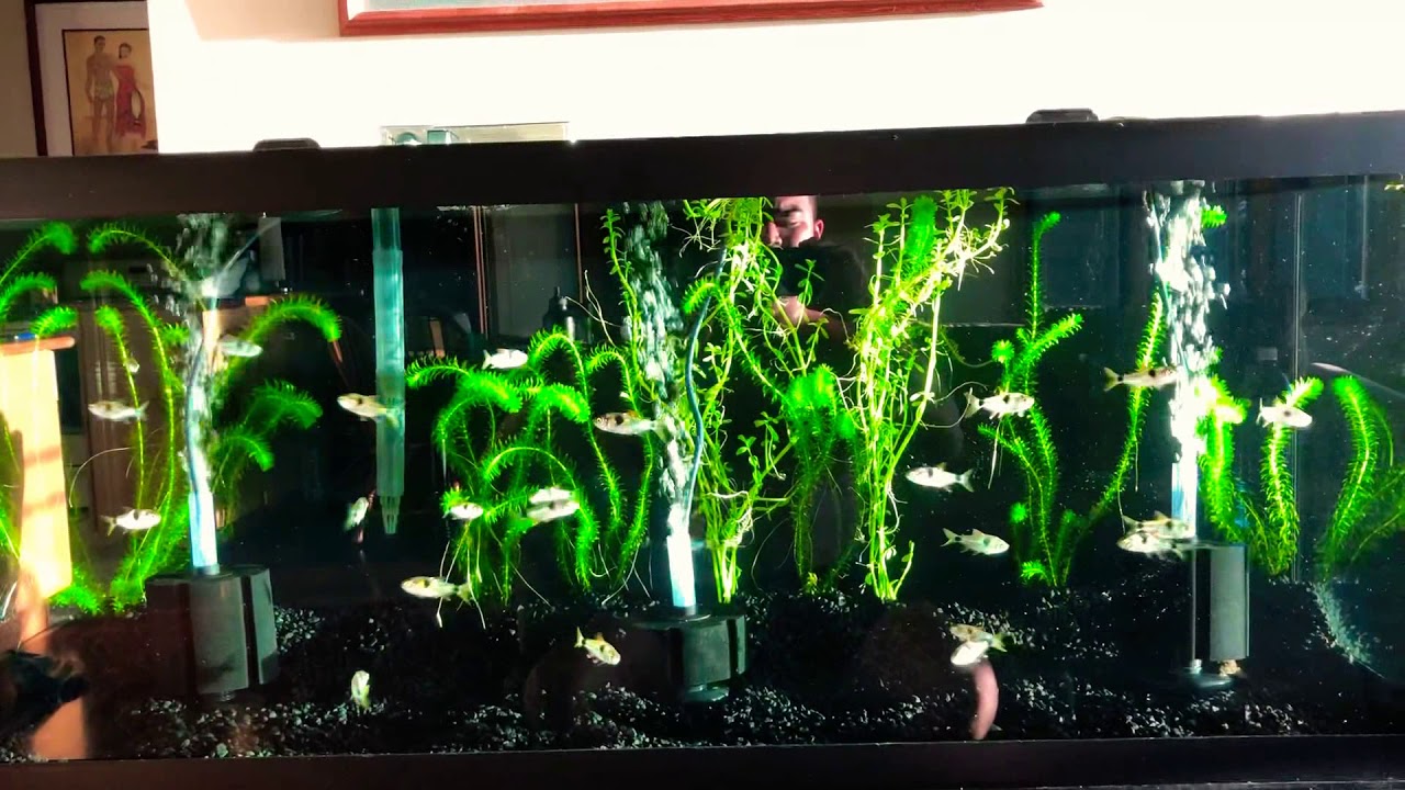 Exodon paradoxus in 75gallon Marineland. - YouTube