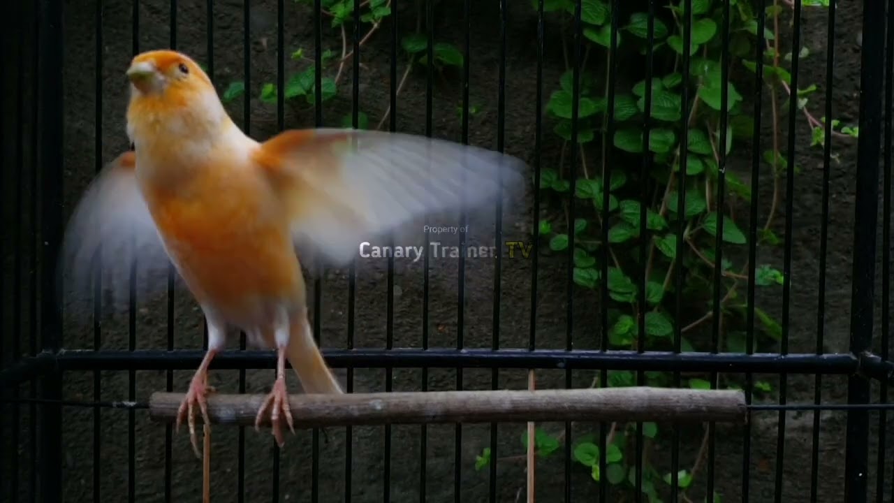 Звукотерапия для канареек: Избавьтесь от скуки и начните петь!