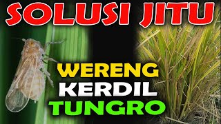 CARA MENGATASI WERENG DAN VIRUS KERDIL PADA TANAMAN PADI