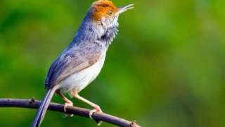 Burung Jongkangan Gacor Patriot Fals Thewikihow