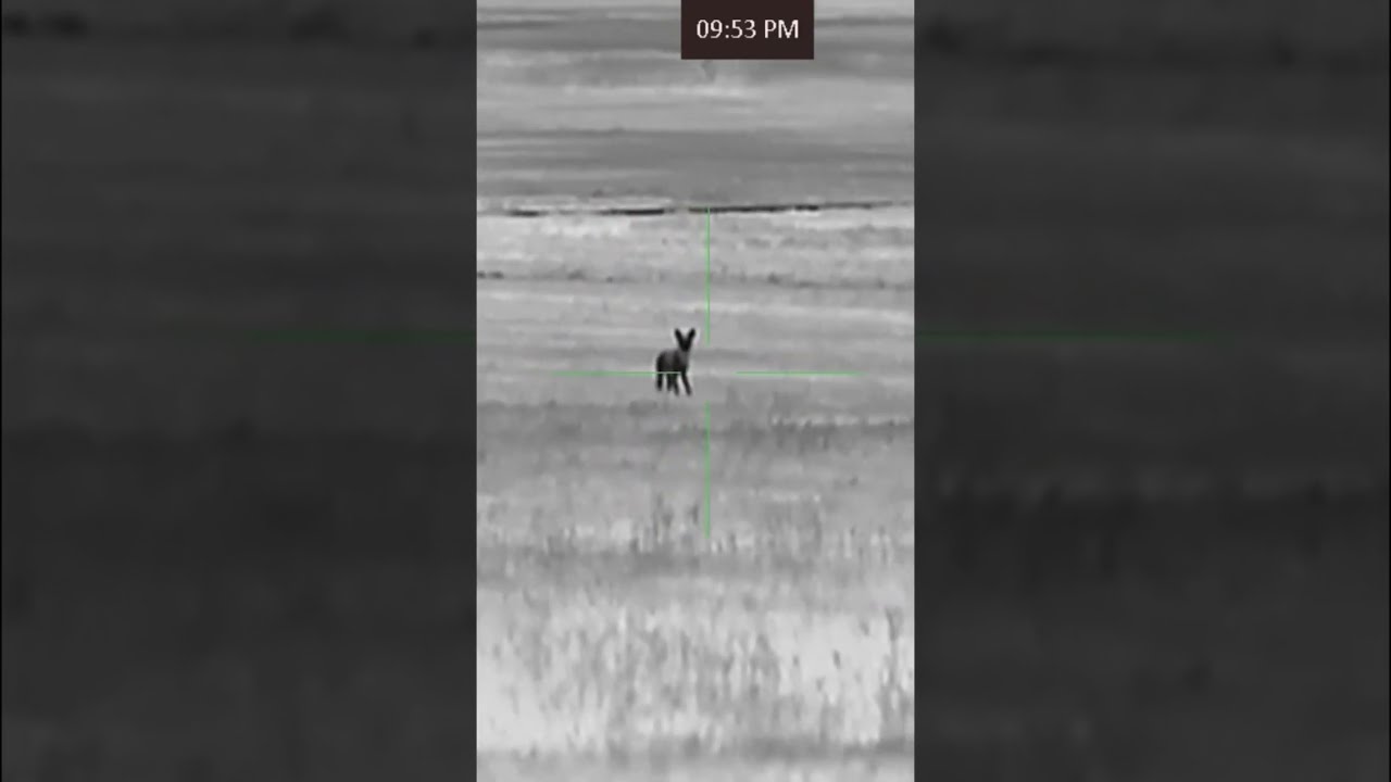 AGM Adder 384 is LEGIT 🔥