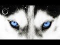 The Good Wolf - Motivational Video