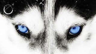 The Good Wolf  Motivational Video