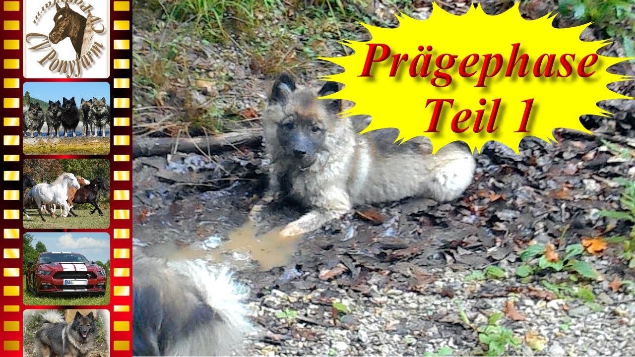 Nach der Welpenaufzucht beim Züchter Hund in der Prägephase Teil 1