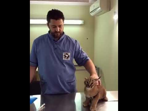 Caracal Hisses at Vet While Being Vaccinated - 1076952 - YouTube