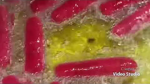 How to make homemade Thai hot dog by Theodores moe