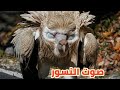 صوت النسر للمونتاج Sound Effect صوت النسر للمونتاج Sound Effect