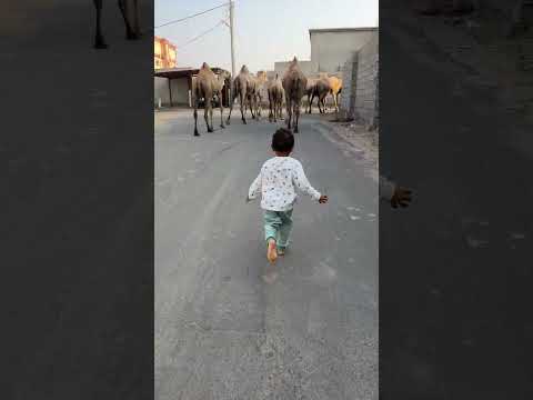 حمودي المشاكس يطرد الجمل Shorts