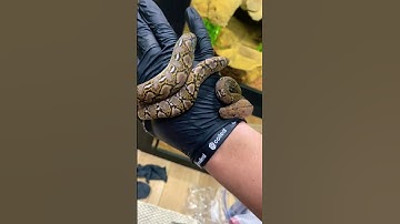 Anery Super Dwarf Reticulated Python #shorts #snake #animals #pets #reticulatedpython #python