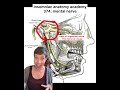 Insomniac anatomy academy 374: mental nerve #science #stem #anatomy #sciencefacts #nerve