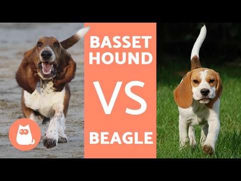 Vidéo: Quelles races canines ont de petites oreilles?