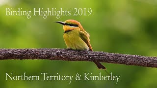 Birding Northern territory & The Kimberley Regions of Australia/ Nikon Z6/ Australian Bird Media